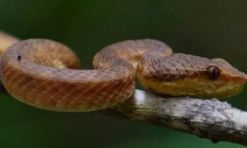 പ്രഭാത സവാരിക്കിറങ്ങാൻ ഷൂസിട്ടു; ഷൂസിനുള്ളിൽ കിടന്ന പാമ്പ് കടിയേറ്റ് മധ്യവയസ്കൻ ചികിത്സയിൽ; സംഭവം പാലക്കാട്