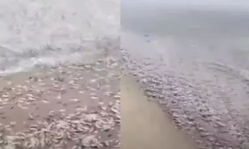 കടലമ്മ കാത്തു..; അകലാട് ബീച്ചിൽ നാട്ടുകാരെ ഞെട്ടിച്ച് ചാള ചാകര; കടപ്പുറം മുഴുവനും മീനുകൾ കൊണ്ട് നിറഞ്ഞു; വീഡിയോ വൈറൽ