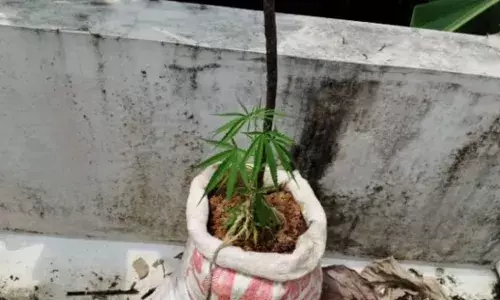 അയൽവാസിയുടെ പരാതി; പിന്നാലെ അന്യസംസ്ഥാന തൊഴിലാളികൾ വാടകയ്ക്ക് താമസിക്കുന്ന വീട്ടിൽ പഞ്ചായത്ത് ജീവനക്കാർ പരിശോധനയ്ക്ക് എത്തി; കണ്ടത് ടെറസിൽ ചാക്കുകളിൽ നട്ടു വളർത്തിയ കഞ്ചാവ് ചെടികൾ; പ്രതികൾക്കായി തിരച്ചിൽ ആരംഭിച്ച് പോലീസ്