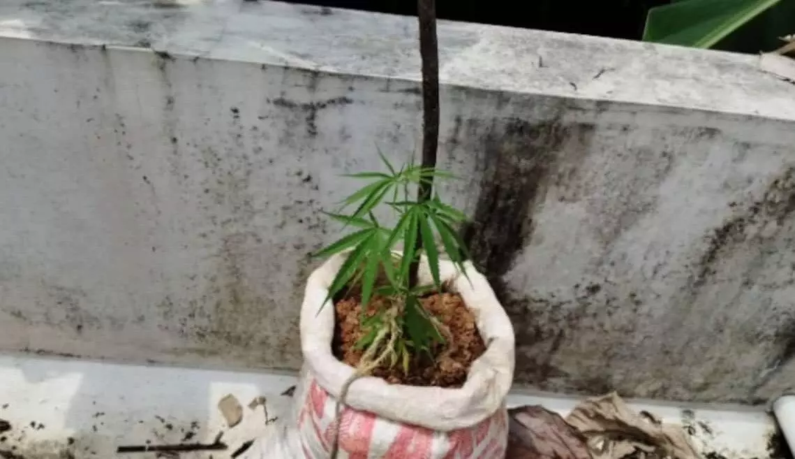 അയൽവാസിയുടെ പരാതി; പിന്നാലെ അന്യസംസ്ഥാന തൊഴിലാളികൾ വാടകയ്ക്ക് താമസിക്കുന്ന വീട്ടിൽ പഞ്ചായത്ത് ജീവനക്കാർ പരിശോധനയ്ക്ക് എത്തി; കണ്ടത് ടെറസിൽ ചാക്കുകളിൽ നട്ടു വളർത്തിയ കഞ്ചാവ് ചെടികൾ; പ്രതികൾക്കായി തിരച്ചിൽ ആരംഭിച്ച് പോലീസ് അയൽവാസിയുടെ പരാതി; പിന്നാലെ അന്യസംസ്ഥാന തൊഴിലാളികൾ വാടകയ്ക്ക് താമസിക്കുന്ന വീട്ടിൽ പഞ്ചായത്ത് ജീവനക്കാർ പരിശോധനയ്ക്ക് എത്തി; കണ്ടത് ടെറസിൽ ചാക്കുകളിൽ നട്ടു വളർത്തിയ കഞ്ചാവ് ചെടികൾ; പ്രതികൾക്കായി തിരച്ചിൽ ആരംഭിച്ച് പോലീസ്