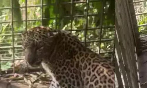 പത്തനംതിട്ട കോന്നിയിൽ പുലി കെണിയില്‍ വീണു; വലയിൽ കുടുങ്ങിയത് നാട്ടുകാരുടെ ഉറക്കം കെടുത്തിയ പുലി