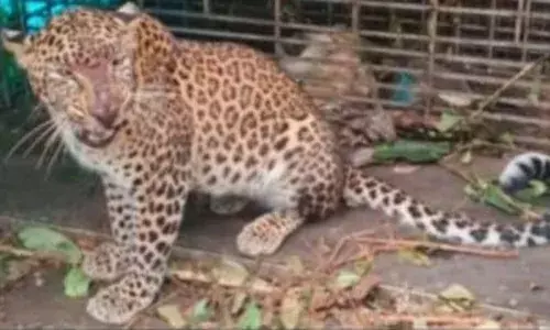 പാക്കണ്ടത്തുകാര്‍ക്ക് ആശ്വാസം; വനംവകുപ്പിന്റെ കൂട്ടില്‍ പുലി കുടുങ്ങി; ഗവിയിലെത്തിച്ച് തുറന്നു വിട്ടു