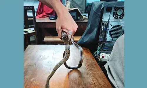 മലപ്പുറത്ത് ഡിഡിഇ ഓഫിസില്‍ ജീവനക്കാരനെ പാമ്പു കടിച്ചു; കടിയേറ്റത് ഓഫീസ് അറ്റന്‍ഡറായ മുഹമ്മദ് ജൗഹറിന്