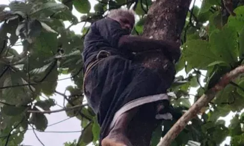 നിങ്ങൾ വണ്ടിയൊക്കൊയായി ഇവിടെ വന്നു കിടന്നാൽ സംസ്ഥാനത്തിൻ്റെ പണമാണ് നഷ്ടമാകുന്നത്, മരത്തിൽ കയറി കഴുത്തിൽ കുടുക്കിട്ട് ആത്മഹത്യ ഭീഷണി; ഫയർ ഫോഴ്സ് എത്തി താഴെയിറക്കി