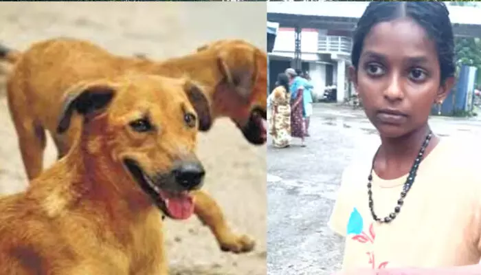 മാന്നാറില്‍ തെരുവ് നായ ആക്രമണത്തില്‍ വിദ്യാര്‍ഥിനിയുള്‍പ്പെടെ നാല് പേര്‍ക്ക് പരിക്ക്