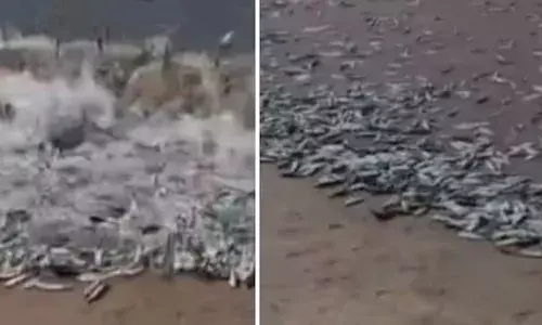 മച്ചാനെ ചാകര..; കരയിലേക്ക് ചാളക്കൂട്ടം ഇരച്ചെത്തി; ആവേശത്തിൽ ഓടിയെത്തി നാട്ടുകാർ; വാരിക്കൂട്ടാൻ തിക്കുംതിരക്കും; വീഡിയോ വൈറൽ