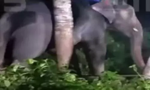 തെരുവ് നായ്ക്കളുടെ കുരകേട്ട് ആന വിരണ്ടു; ഇടഞ്ഞ ആനയുടെ മുകളില്‍ പാപ്പാന്‍ കുടുങ്ങിയത് പത്ത് മണിക്കൂര്‍: താഴെയിറക്കിയത് ആനയെ മയക്കു വെടിവെച്ച ശേഷം