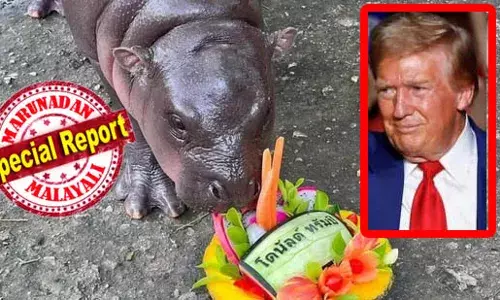 ആരാകും അമേരിക്കന്‍ പ്രസിഡന്റ്? തായ്ലന്‍ഡിലെ വൈറല്‍ ഹിപ്പോയുടെ പ്രവചനം ട്രംപിന് അനുകൂലം;  ട്രംപിന്റെയും കമലയുടെയും പേരെഴുതിയ രണ്ട് ഫ്രൂട്ട് കേക്കുകളില്‍ കുഞ്ഞു ഹിപ്പോ കഴിച്ചത് ട്രംപ് കേക്ക്..!