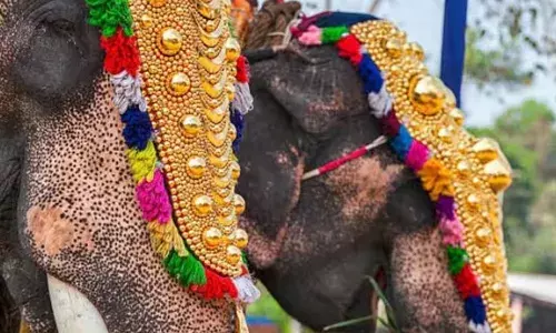 ഉദ്ഘാടനത്തിനും സ്വകാര്യ ചടങ്ങിനും ആന വേണ്ട; മതപരമായ ചടങ്ങുകള്‍ക്ക് മാത്രമേ ആനകളെ ഉപയോഗിക്കാവൂ;  എഴുന്നള്ളിപ്പിന് കര്‍ശന നിയന്ത്രണങ്ങള്‍; അമിക്കസ് ക്യൂറി റിപ്പോര്‍ട്ട്  ഹൈക്കോടതിയില്‍