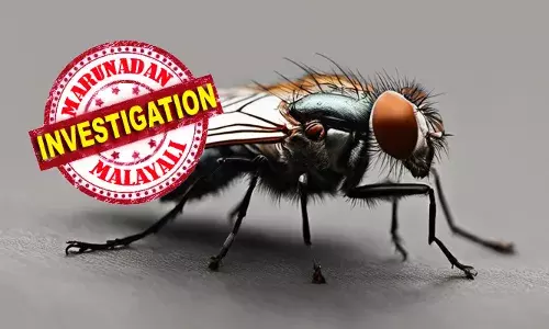 ദൃക്‌സാക്ഷികളോ തെളിവുകളോ ഇല്ലാത്ത കേസ്; ചോദ്യം ചെയ്യലിനിടെ 19കാരന് ചുറ്റും പറന്ന് ഈച്ച: 26കാരന്റെ കൊലപാതകം തെളിയിക്കാന്‍ പോലിസിനെ സഹായിച്ചത് ഈച്ച