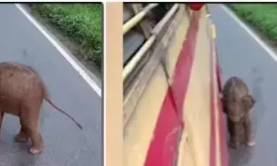 പതിയെ പോകണെ..; കെഎസ്ആർടിസി ബസിന് മുന്നിൽ കുസൃതി കാട്ടി കുട്ടിയാന; യാത്രക്കാരുടെ മനം കവർന്ന് കുട്ടൂസ്; വൈറലായി ക്യൂട്ട് വീഡിയോ