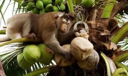 തെങ്ങിൻ മുകളിൽ നിന്നും കുരങ്ങന്റെ കരിക്കേറ്; വീണത് കർഷകന്റെ തലക്ക്; ഗുരുതര പരിക്ക്