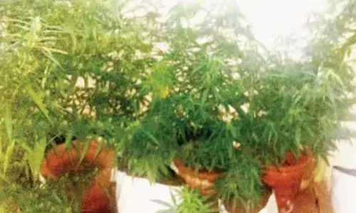 വീട്ടിലെ അലങ്കാരച്ചെടികളുടെ വീഡിയോ സോഷ്യല്‍ മീഡിയയിലൂടെ പങ്കുവെച്ച് യുവതി; വീഡിയോ കണ്ടതിന് പിന്നാലെ പോലിസിനെ അറിയിച്ച് ഫോളോവേഴ്‌സ്: കഞ്ചാവു ചെടി വളര്‍ത്തിയ ദമ്പതികള്‍ അറസ്റ്റില്‍