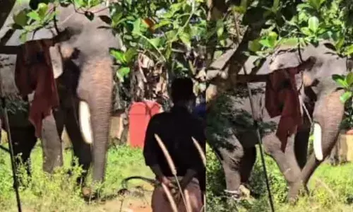 തൃശൂരിൽ ആനയിടഞ്ഞു; പാഞ്ഞെത്തിയ ആന പാപ്പാനെ ആക്രമിക്കാൻ ശ്രമം; ഒടുവിൽ തളച്ചു