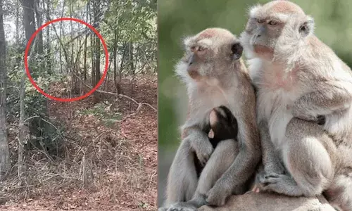 റൈസ് ഓഫ് ദി പ്ലാനറ്റ് ഓഫ് ദി ആപ്സ് ലൈറ്റ്; പരീക്ഷണ ശാലയിൽ നിന്ന് കൂട്ടത്തോടെ കുരങ്ങുകൾ ചാടിപ്പോയത് തലവേദനയായി; കണക്കൂട്ടലുകൾ പിഴച്ചു; കണ്ടെത്തിയത് ഒരെണ്ണത്തിനെ മാത്രം; തിരച്ചിൽ ഊർജിതം