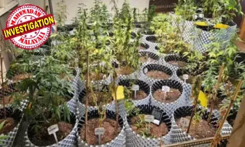 വെബ്‌സീരിസുകള്‍ കണ്ട് കഞ്ചാവിനോട് കമ്പം, ഇന്റര്‍നെറ്റില്‍ നിന്ന് കഞ്ചാവ് കൃഷിയുടെ വിവരങ്ങള്‍ തേടി, വിത്തുകള്‍ എത്തുന്നത് മുതല്‍ വില്‍പ്പന വരെ ഇന്റനെറ്റില്‍, ചെടിച്ചട്ടികളിലും ഗ്രോ ബാഗുകളിലും വളര്‍ത്തി; പിടിക്കപ്പെടുമെന്ന് ഭയന്ന് ഫ്‌ളാറ്റിനകത്ത് ഫുള്‍ സ്‌പെക്ട്രം ഗ്രോ ലൈറ്റുകളും, എസിയും വച്ച് കഞ്ചാവ് കൃഷി; യുവാവ് പിടിയില്‍