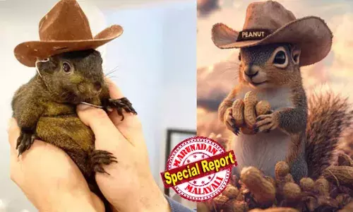 സോഷ്യല്‍ മീഡിയ താരം പീനട്ട് അണ്ണാന് പേവിഷബാധയുണ്ടെന്ന സംശയത്തില്‍ മൃഗസംരക്ഷണ വകുപ്പ് പിടിച്ചുകൊണ്ട് പോയി; റാബീസ് ടെസ്റ്റിന് ദയാവധം ചെയ്തു; അമേരിക്കന്‍ തിരഞ്ഞെടുപ്പിലെ വരെ ചര്‍ച്ചാ വിഷയം; ടെസ്റ്റ് ഫലം പുറത്ത് വന്നപ്പോള്‍ നെഗറ്റീവ്: പിന്നാലെ വിമര്‍ശനവും ദയാവധത്തിന് വിധേയമാക്കാന്‍ പിടിച്ചെടുത്ത ഉദ്യോഗസ്ഥര്‍ക്കെതിരെ വധഭീഷണിയും