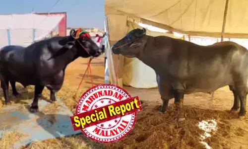 ഇഷ്ടഭക്ഷണം ഡ്രൈ ഫ്രൂട്ട്സും, മുട്ടയും,ചോളവും; ഭാരം 1500 കിലോ; ഇവന്റെ ബീജം തേടിയെത്തുന്നവരും ഏറെ; ഉടമ ഇവനെ കാണുന്നത് സ്വന്തം സഹോദരനെപോലെ; 23 കോടി വില പറഞ്ഞിട്ടും വിൽക്കില്ലെന്ന് ഉറച്ച് ഉടമ; പുഷ്കർ മേളയിൽ സ്റ്റാറായി ഭീമൻ പോത്ത് അൻമോലിൻ..!