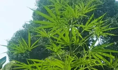 നഗരമധ്യത്തിലെ വീടിനോട് ചേർന്ന് ഒരാൾ പൊക്കത്തിൽ കഞ്ചാവ് ചെടി; കണ്ടെത്തിയത് ബംഗാൾ സ്വദേശികൾ താമസിക്കുന്ന സ്ഥലത്ത്; അന്വേഷണം ആരംഭിച്ചു