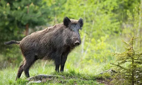 കടത്തിണ്ണയില്‍ ഉറങ്ങിയ ആളുടെ കൈ കടിച്ചു മുറിച്ച് കാട്ടു പന്നി; പിന്നാലെ ബൈക്ക് യാത്രക്കാരനെയും ആക്രമിച്ചു: അക്രമാസക്തനായ കാട്ടുപന്നിലെ തല്ലിക്കൊന്ന് നാട്ടുകാര്‍