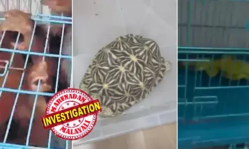 ഫ്‌ളാറ്റില്‍ പരിശോധന നടത്തിയ പോലീസും വനംവകുപ്പും കണ്ടത് ഞെട്ടിക്കുന്ന കാര്യങ്ങള്‍; റെയ്ഡില്‍ കണ്ടെത്തിയത് വംശനാശ ഭീഷണി നേരിടുന്ന ഒറാങ്ങ്ഉട്ടാനും മറ്റ് അപൂര്‍വയിനം ജീവികളും: പരിശോധന കുടുംബം വാടകയ്ക്ക് എടുത്ത ഫ്‌ളാറ്റില്‍ സംശയം തോന്നിയപ്പോള്‍