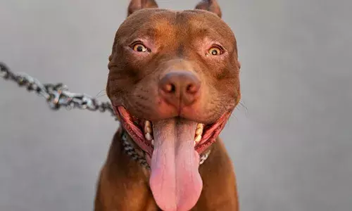 ചുണ്ടുകളും മുഖത്തിന്റെ ഒരു ഭാഗവും കടിച്ചു കീറി; വളര്‍ത്തുനായ ആയ പിറ്റ്ബുളിന്റെ ആക്രമണത്തില്‍ യുവാവിന് ഗുരുതര പരിക്ക്