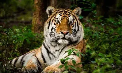 ചിതൽവെട്ടിയെ വിറപ്പിച്ച പുലി വനം വകുപ്പിന്റെ കെണിയിൽ കുടുങ്ങി; നാട്ടുകാർക്ക് ആശ്വാസം; ഒടുവിൽ പുലി ഭീതിക്ക് അറുതി