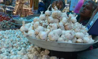 സംസ്ഥാനത്ത് വെളുത്തുള്ളി വിലയും കുതിച്ചുകയറുന്നു; വില 440 കടന്നു; ഉത്പാദനം കുറഞ്ഞത് തിരിച്ചടിയായി; വ്യാപാരികൾ പ്രതിസന്ധിയിൽ