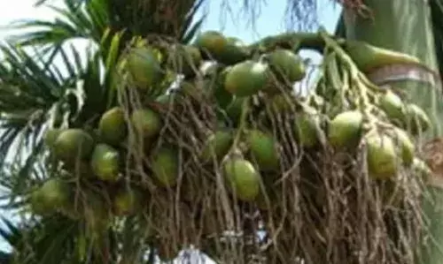 പതിവായി അടക്ക മോഷണം; വ്യാപക തിരച്ചിൽ; പിന്നാലെ വിരുതന്മാരെ കൈയ്യോടെ പൊക്കി പോലീസ്; സംഭവം കോഴിക്കോട്