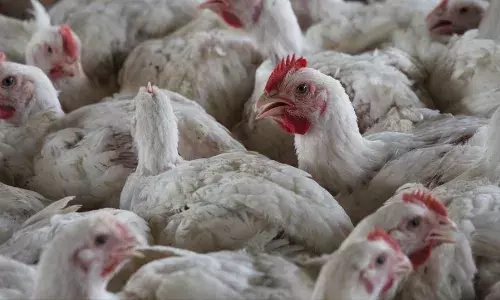 ഒറിഗോണില്‍ ആദ്യമായി പക്ഷിപ്പനി സ്ഥിരീകരിച്ചതായി സിഡിസി