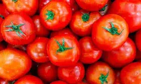 ഒരു മാസത്തിനിടെ തക്കാളിയുടെ വില 22 ശതമാനം കുറഞ്ഞെന്ന് കേന്ദ്രം; അനുകൂലമായ കാലാവസ്ഥ ഇപ്പോള്‍ ഉള്ളതിനാല്‍ തക്കാളി വിതരണ ശൃംഖല സുഗമമായി പ്രവര്‍ത്തിക്കുന്നതായും സര്‍ക്കാര്‍