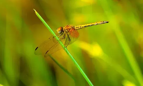 അഗസ്ത്യമലൈ ബാംബൂടെയ്ല്‍; പശ്ചിമഘട്ട മലനിരകളില്‍ പുതിയ ഇനം തുമ്പിയെ കണ്ടെത്തി