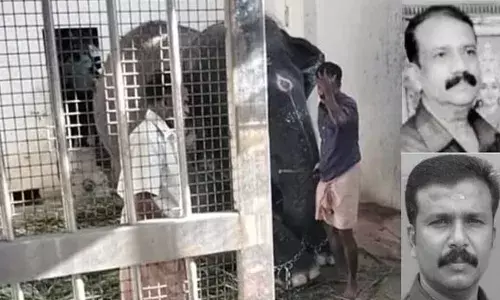 പഴം നല്‍കിയ ശേഷം തുടര്‍ച്ചയായി സെല്‍ഫി എടുത്തു; പാപ്പാനെയും ബന്ധുവിനേയും ആന ചവിട്ടിക്കൊന്നു