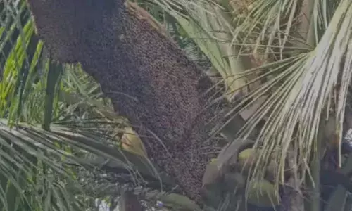 തെങ്ങിൽ നിന്നും കടന്നൽ കൂട്ടം ഇരച്ചെത്തി ആക്രമിച്ചു; അഞ്ചുപേർക്ക് പരിക്ക്; ഒരാളുടെ നില അതീവ ഗുരുതരം; സംഭവം കുന്നംകുളത്ത്