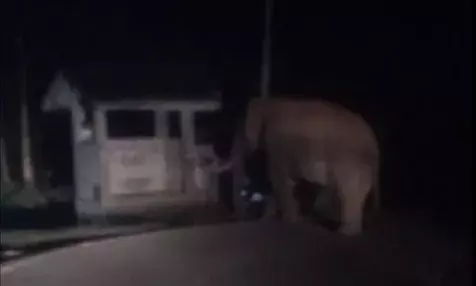 മറയൂരില്‍ വിനോദ സഞ്ചാരികള്‍ക്ക് നേരെ പാഞ്ഞടുത്ത് കാട്ടാന പടയപ്പ; നിലവിളിച്ചോടി ആളുകൾ; രക്ഷപ്പെട്ടത് തലനാരിഴയ്ക്ക്; ദൃശ്യങ്ങൾ വൈറൽ