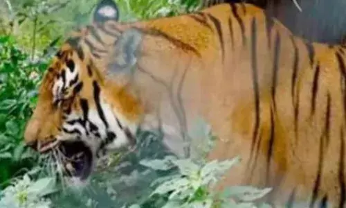 പേരാമ്പ്ര എസ്റ്റേറ്റ്, കൂരാച്ചുണ്ട് ഭാഗങ്ങളില്‍ കടുവ ഇറങ്ങിയതായി സംശയം; കാല്‍പ്പാടുകള്‍ കണ്ടെത്തി; പുറത്തിറങ്ങാൻ പേടിച്ച് നാട്ടുകാർ; അതീവ ജാഗ്രത..!