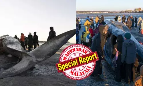 ഒരു ബാസ്കറ്റ് ബോൾ കോർട്ടിന്റെ അത്രയും നീളം; മൂന്ന് വയസ് പ്രായം; ചത്തടിഞ്ഞ ചിറകൻ തിമിംഗലം ആങ്കറേജിലേക്ക് ഒഴുകിയെത്തി; കാണാൻ തടിച്ചുകൂടി ജനങ്ങൾ; തീരത്തടിഞ്ഞത് പെൺ തിമിംഗലം; പുറമേയ്ക്ക് പരിക്കില്ല; നിരീക്ഷിച്ച് ഗവേഷകർ; ചിറകൻ തിമിംഗലം അത്ഭുതമാകുമ്പോൾ..!