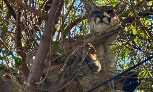 എന്നെ ഒന്ന് താഴെ ഇറക്കോ...; ജനവാസമേഖലയിലേക്ക് ഇറങ്ങി പ്യൂമയുടെ ചുറ്റി കറക്കം; തുരത്തി മരത്തിൽ ഓടിച്ചു കയറ്റി വളർത്തുനായ; പിന്നാലെ രക്ഷകരായി വനംവകുപ്പ്