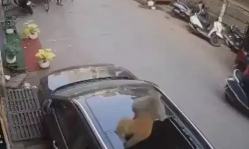 എനിക്ക് ദേഷ്യം സഹിക്കാൻ വയ്യേ..; മേൽക്കൂരയിൽ നിന്ന് നേരെ ചാടിയിറങ്ങി; എസ്‍യുവിയുടെ സൺറൂഫ് തകർത്ത് കുരങ്ങൻ; ചിതറിമാറി നാട്ടുകാർ; വീഡിയോ വൈറൽ