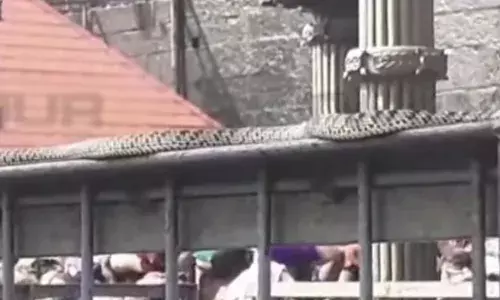 ശബരിമല സന്നിധാനത്ത് പാമ്പ്; കണ്ടെത്തിയത് പതിനെട്ടാംപടിക്ക് സമീപം: വം വകുപ്പ് ഉദ്യോഗസ്ഥരെത്തി പിടികൂടി വനത്തില്‍ തുറന്നുവിട്ടു