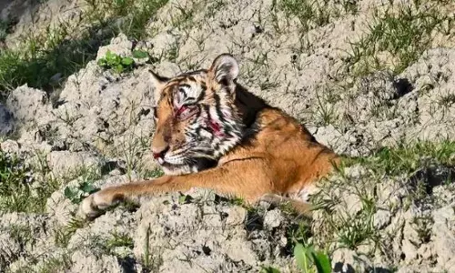 ജനവാസ മേഖലയിലിറങ്ങിയ കടുവയോട് കൊടുംക്രൂരത; ആളുകൾ കല്ലും ഇഷ്ടികയും എടുത്തെറിഞ്ഞു; ജീവന് വേണ്ടി തുടിച്ച് കടുവ; തലച്ചോറിന് ക്ഷതം; ഒരു കണ്ണിന്‍റെ കാഴ്ച പൂർണമായും നഷ്ട്ടപ്പെട്ടു; 9 പേർ അറസ്റ്റിൽ; സംഭവം അസമിൽ