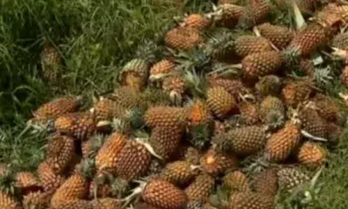 രാസവള ലഭ്യത കുറഞ്ഞു; ഫാക്ടംഫോസിന്റെ ഉത്പാദനം നിലച്ചത് പണിയായി; കടുത്ത പ്രതിസന്ധിയിൽ പൈനാപ്പിള്‍ കര്‍ഷകര്‍