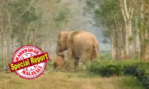 ചെരിഞ്ഞ കുട്ടിയാനയെ തട്ടിയുണർത്താൻ ശ്രമിച്ച് അമ്മയാന; ഉൾക്കൊള്ളാനാകാതെ നോമ്പരിപ്പിക്കുന്ന നോട്ടവുമായി അമ്മയാന; കണ്ടുനിന്നവരുടെ കണ്ണ് നിറഞ്ഞു; ഒടുവിൽ അമ്മയാന ചെയ്തത്; വീഡിയോ വൈറൽ!