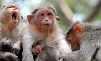 യുപി യിൽ നൂറിലേറെ കുരങ്ങുകൾ വിഷവാതകം ശ്വസിച്ച് ചത്തതായി റിപ്പോർട്ടുകൾ; വിനയായത് ഫുഡ് ഗോഡൗണിൽ തളിച്ച കീടനാശിനി; കേസെടുത്ത് പോലീസ്