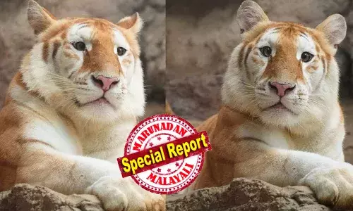 ക്യൂട്ട്നെസ് വാരി വിതറി ഒരു കടുവ; ഹൃദയം കവര്‍ന്ന് വീഡിയോ; കുഞ്ഞാവ യെ പോലെയുണ്ടെന്ന് സോഷ്യല്‍ മീഡിയ; കുട്ടികളുമായി കൂടുതൽ ചങ്ങാത്തം; ചിത്രങ്ങൾ വൈറൽ; ആവ ഇപ്പോൾ ഫേമസ് ആണ്..!