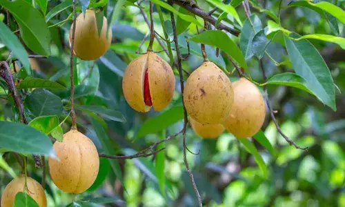 ആവശ്യത്തിന് കിട്ടാനില്ല; ജാതിക്ക വില കുതിച്ചുയരുന്നു