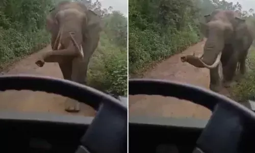 ഇടുക്കിയിൽ വീണ്ടും ഭീതി പരത്തി പടയപ്പ; വിദ്യാർത്ഥികളുമായെത്തിയ സ്കൂൾ ബസിന് നേരെ പാഞ്ഞടുത്തു; കുട്ടികൾ രക്ഷപ്പെട്ടത് തലനാരിഴക്ക്