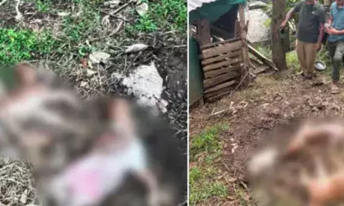 ആടുകളെ ചത്ത നിലയിൽ കണ്ടെത്തി; വന്യ മൃഗ ആക്രമണമെന്ന് സംശയം; പ്രദേശത്ത് ക്യാമറ സ്ഥാപിച്ചു; നാട്ടുകാർ ഭീതിയിൽ