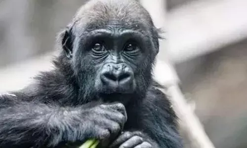 ജീവനക്കാരൻ അബദ്ധത്തില്‍ കൂടിന്‍റെ വാതിൽ അടച്ചു; ഡോറിനിടയിൽപ്പെട്ട് കുഞ്ഞ് ഗൊറില്ല; വേദനകൊണ്ട് പുളഞ്ഞിട്ടും രക്ഷിക്കാനായില്ല; ദാരുണാന്ത്യം