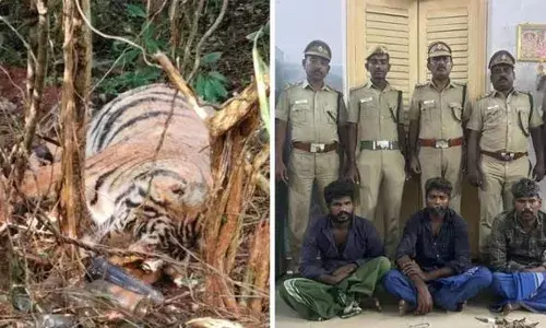 ക്ലച്ച് കേബിളുകള്‍ ഉപയോഗിച്ച് നിര്‍മിച്ച അനധികൃത കെണി; നീലഗിരിയില്‍ കാട്ടുപന്നിക്കു വച്ച കെണിയില്‍ കുടുങ്ങി കടുവ ചത്തു